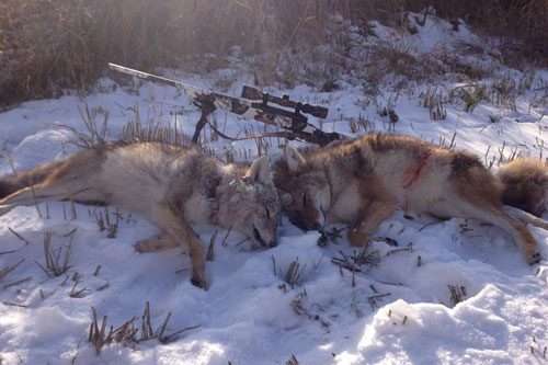 Venture north to guided Coyote hunting in Canada