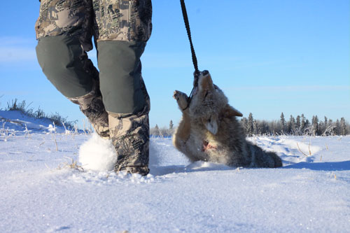 Coyote hunting in Canada is just one of the hunts available from Venture North in Alberta