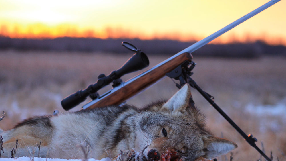 Guided Coyote hunting in Alberta prevents predator over-population.